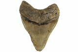Fossil Megalodon Tooth - North Carolina #199705-1